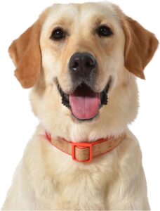 Cork Dog collar